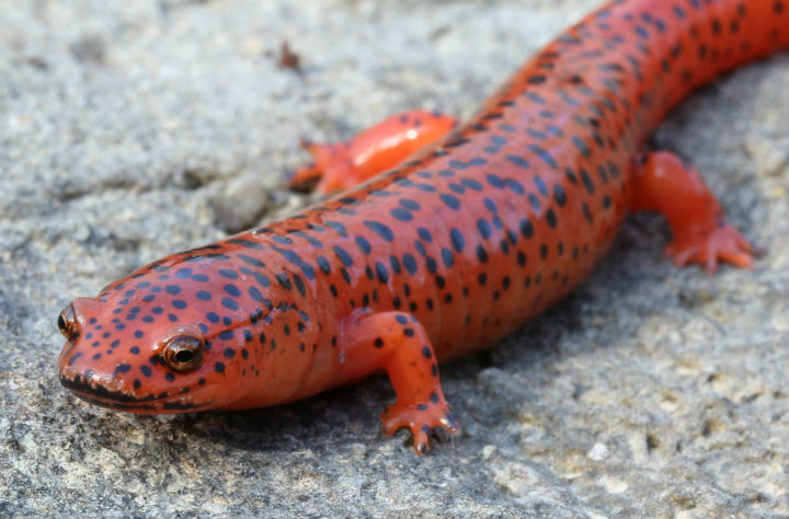 Red Salamander